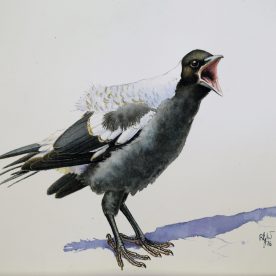 Richard Weatherly  Baby Magpie No 4 SOLD
