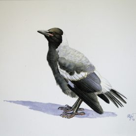 Richard Weatherly Baby Magpie No 7 SOLD