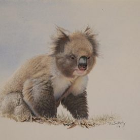 Richard Weatherly Koala Study Framed Gouache 210 x 290mm $1,500