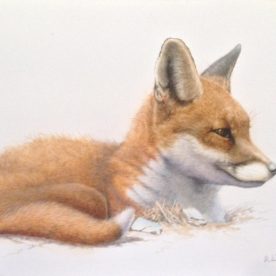 Richard Weatherly Little Red Fox SOLD