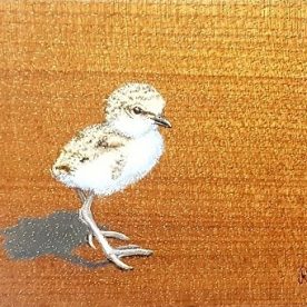Richard Weatherly Baby Red Capped Plover, Oil on Cedar Panel SOLD