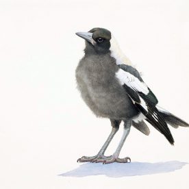 Richard Weatherly Baby Magpie No. 10  Framed Watercolour on Paper 220 x 295mm SOLD