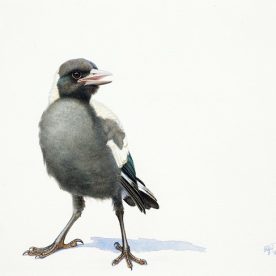 Richard Weatherly Baby Magpie No. 11 220 x 295mm SOLD