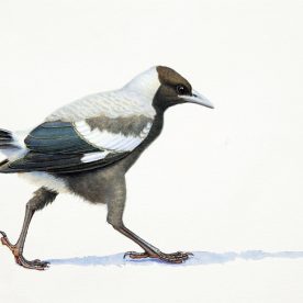 Richard Weatherly Baby Magpie No 12 Framed Watercolour on Paper 220 x 295mm SOLD