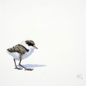 Richard Weatherly Baby Masked Lapwing No.1 Watercolour on Paper 22 x 30cm Framed SOLD