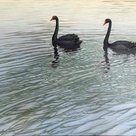 Richard Weatherly Black Swans Oil on linen 40 x 50cm Framed $4,750 SOLD