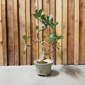 Lance Nutt Port Jackson Fig in handmade pot 10 years old SOLD