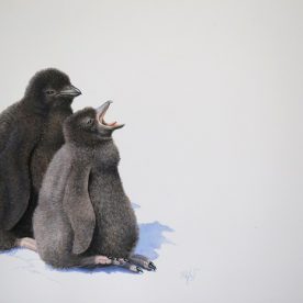 Richard Weatherly Adelie Penguin Chicks Optimism and Pessimism Gouache on paper 21 x 30cm Framed $1,400 p222 SOLD