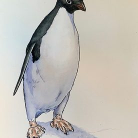 Richard Weatherly Adelie Penguin Upright Part 1 of Triptych Pen & Ink with wash $1,800