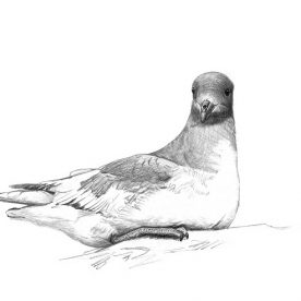 Richard Weatherly Antarctic Petrel Pencil on paper 21 x 30cm Framed $350 p235 SOLD