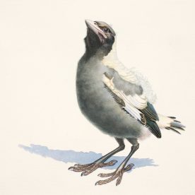 Richard Weatherly Baby Magpie No. 3 Print 22 x 30cm Framed $150 p83 ORDERS TAKEN