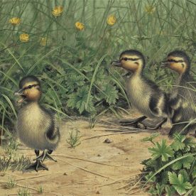Richard Weatherly Baby Mallard Ducklings Lost Print Ed of 750 23 x 31cm $220 ORDERS TAKEN