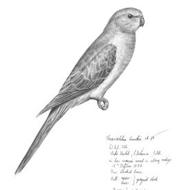 Richard Weatherly Bourke's Parrot Pencil on paper 25 x 20cm Framed $350 p139 SOLD