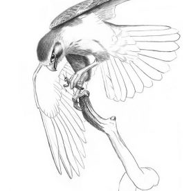 Richard Weatherly Brown Falcon with Mantid Pencil on Paper 30 x 21cm Framed $450 p34 SOLD
