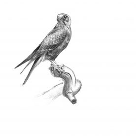Richard Weatherly Brown Falcon Pencil on paper 15 x 21cm p109  SOLD