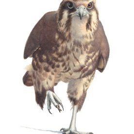 Richard Weatherly Brown Falcon Shinshu Gouache on paper 21 x 30cm Framed $1,350 p39 SOLD