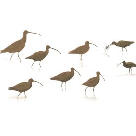 Richard Weatherly Eastern Curlew Silhouettes Gouache 21 x 30cm Framed $1,200 p266-267