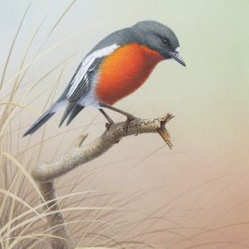 Richard Weatherly Flame Robin Gouache on paper 21 x 17cm NFS on loan from private collector
