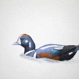 Richard Weatherly Harlequin Duck Gouache on paper 21 x 30cm Framed $1,350