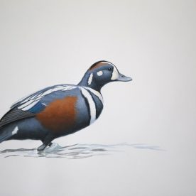 Richard Weatherly Harlequin Duck Gouache on paper 21 x 30cm Framed $1,350 p186