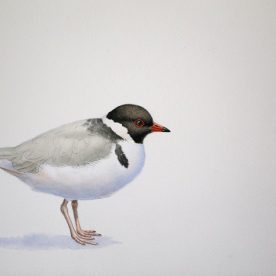 Richard Weatherly Hooded Plover Watercolour on paper 21 x 30cm Framed $1,450 p66 SOLD