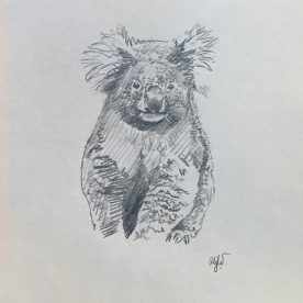 Richard Weatherly Koala at Tower Hill Pencil on paper 25 x 20cm Framed $400 SOLD