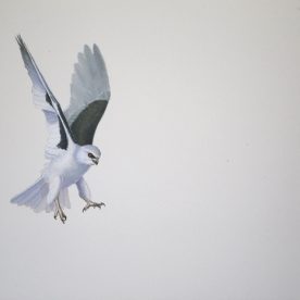 Richard Weatherly Letterwinged Kite Landing Gouache on paper 21 x 30cm Framed $850