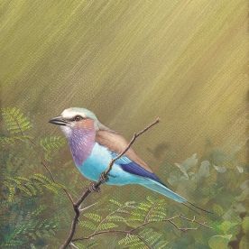 Richard Weatherly Lilac-Breasted Roller Gouache on paper 21.5 x 28.5cm Framed $2,500 p29 SOLD