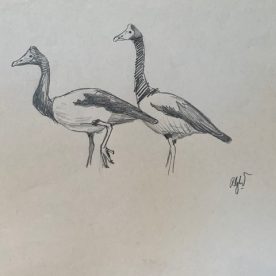 Richard Weatherly Magpie Geese Pencil on paper 15 x 21cm Framed $300 SOLD