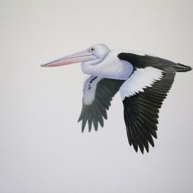 Richard Weatherly Pelican Flying Gouache on paper 21 x 30cm $1,350 SOLD