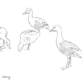 Richard Weatherly Plumed Whistling Duck Pencil on paper 20 x 25cm Framed $300 p5