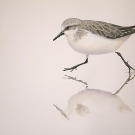 Richard Weatherly Red-necked Stint Gouache on paper 21 x 30cm $1,350 p272 SOLD
