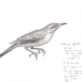 Richard Weatherly Spiny-cheeked Honeyeater Pencil on paper 20 x 25cm Framed $400 p136 SOLD