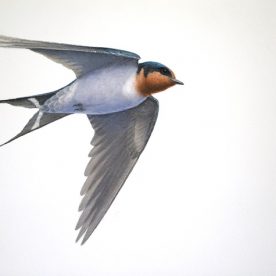 Richard Weatherly Welcome Swallow 1 Gouache on paper 21 x 30cm Framed $1,250 p250 SOLD