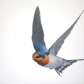 Richard Weatherly Welcome Swallow 4 Gouache on paper 21 x 30cm Framed $1,250 p250 SOLD