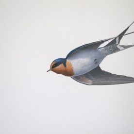 Richard Weatherly Welcome Swallow 5 Gouache on paper 21 x 30cm Framed $1,250 p251 SOLD