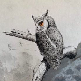 Richard Weatherly White-faced Scops Owl Chippy pen & Ink with wash 24 x 18cm $950