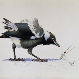 Richard Weatherly Baby Magpie with Ladybird Gouache on paper 21 x 30cm p83 On loan