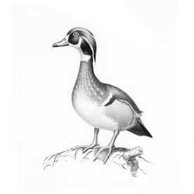 Richard Weatherly American Wood Duck Pencil on paper 21. x 18cm p187 On loan