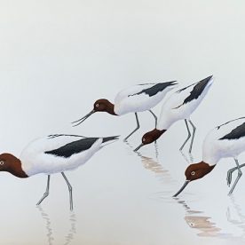 Richard Weatherly Red-necked Avocets Gouache on paper 21 x 30cm Framed $1,250 SOLD