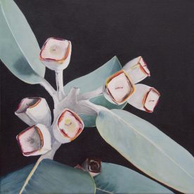Helen Masin Tetragona Nuts - Eucalyptus tetragona Acrylic on Canvas 430 x 430mm Natural Frame $900 sold