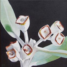 Helen Masin Tetragona Nuts Small Eucalyptus tetragona Acrylic on Canvas 230 x 230mm Natural Frame sold