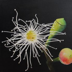 Helen Masin White Gum Blossom, Bad Hair Day - Eucalytpus camaldulensis Acrylic on Canvas 430 x 430mm $900