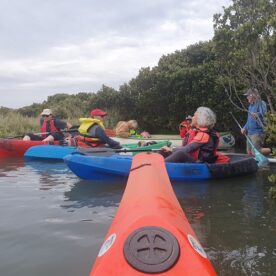 Kayak #4 in the mangroves of the Barwon Estuary