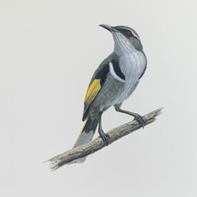 Richard Weatherly Crescent Honeyeater Gouache on paper 21 x 30cm Natural Frame $1,300