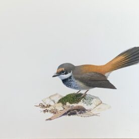 Richard Weatherly Rufous Fantail Gouache on paper 21 x 30cm Natural Frame sold