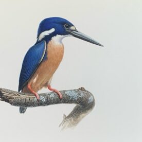Richard Weatherly Azure Kingfisher Gouache on paper 21 x 30cm Framed sold