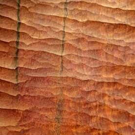Lucas Guilbert Detail #6 Eucalyptus camaldulensis (Red Gum)